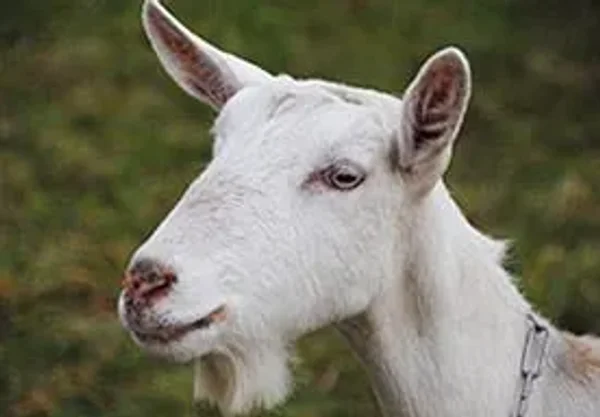 Saanen goats