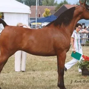 MAHARANI III