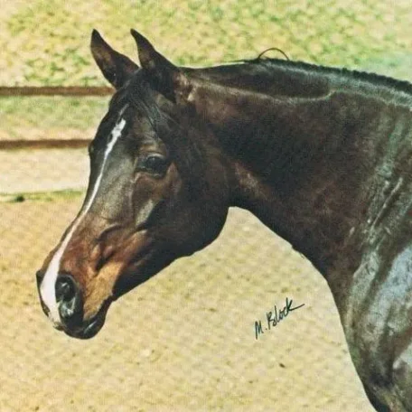Taleeba