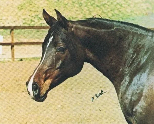 Taleeba