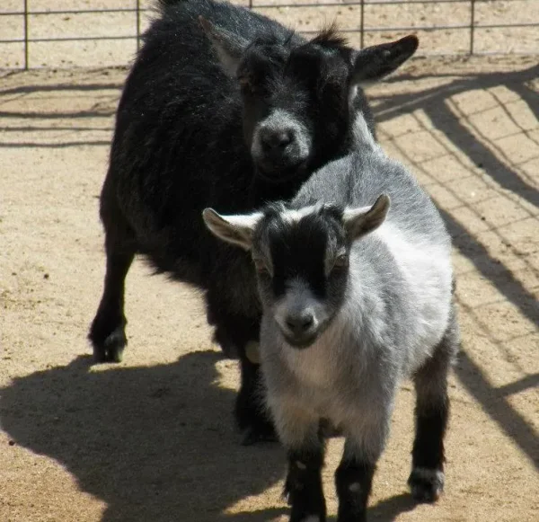 Animal Haven Ben Hur