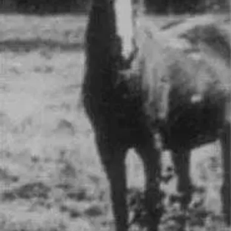 Rodania