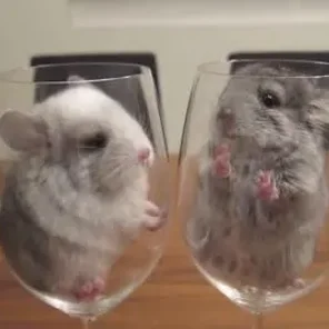 Chinchilla Facts – The Top 10 Interesting Facts About Chinchillas