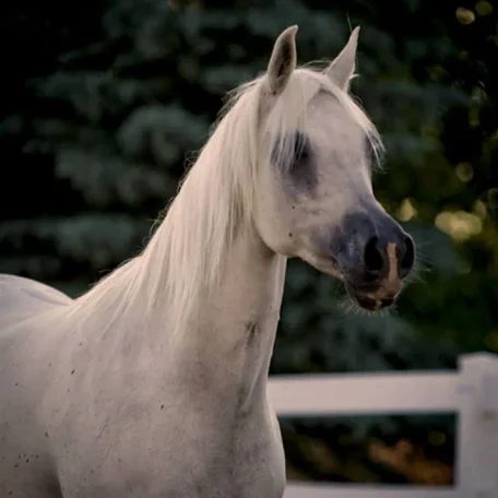 Petressa ( Petrus Carol x Satin Mist )