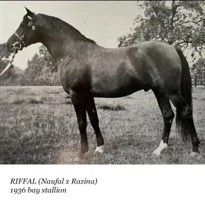 Riffal