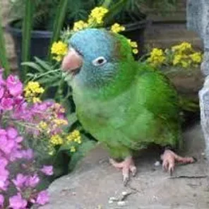 Blue-crowned Conure