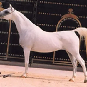 Sundar Alisayyah