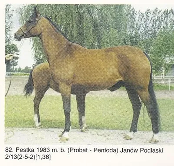 PESTKA