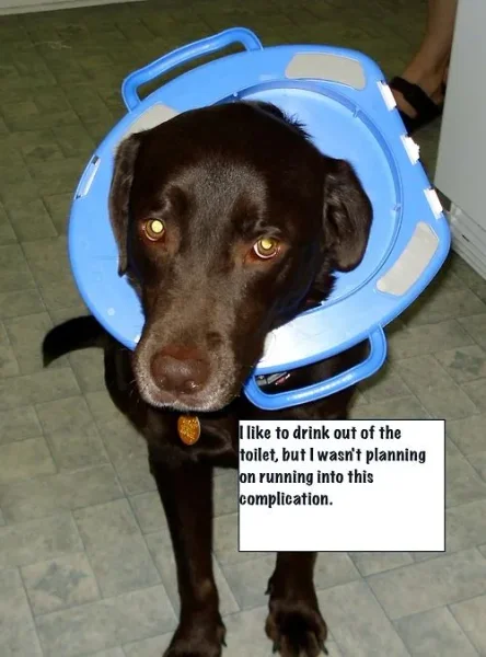 Naughty Dogs