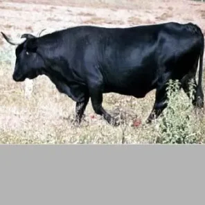 Negra Andaluza