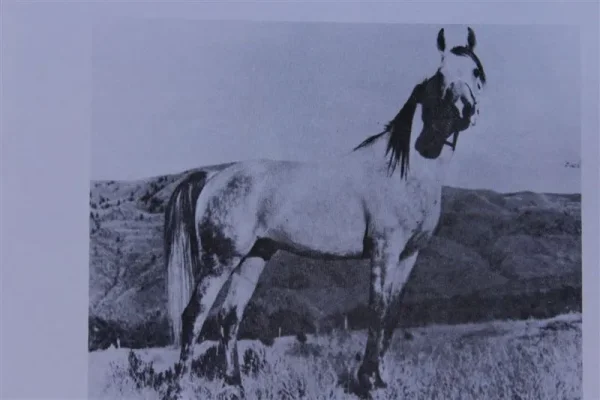 Pomona Ahmen (Raseyn x Nakkla) grey stallion, foaled November 25, 1944
bred by Uited States Government