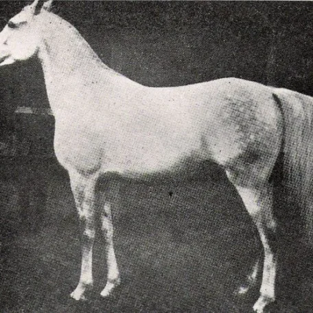 Mahroussa