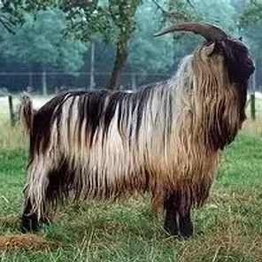 Dutch Landrace