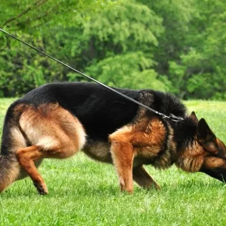 Tracking, obedience, rally, agility