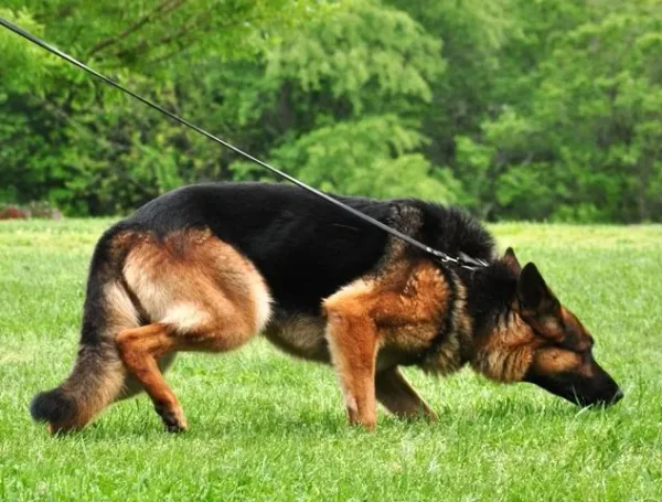 Tracking, obedience, rally, agility