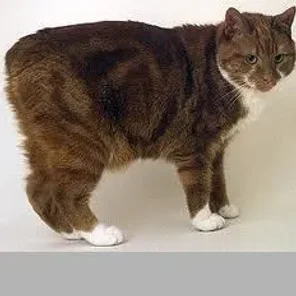 Manx