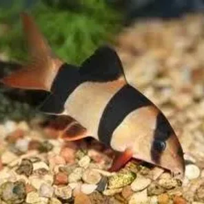 Loaches