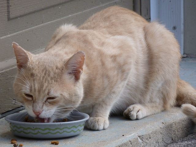 Feeding Your Cat: Know the Basics of Feline Nutrition - Pt 2