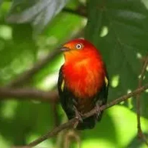 Crimson-hooded