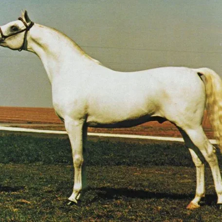 
          Photo by Luxemere Arabians
        