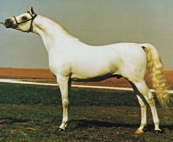 EL AZRAFF