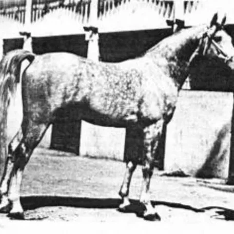 Razada