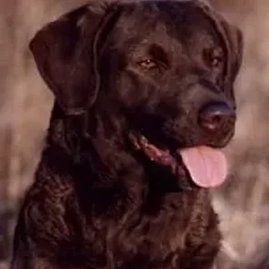Chesapeake Bay Retriever