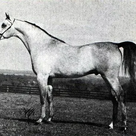 ANSATA HALIM BEY+