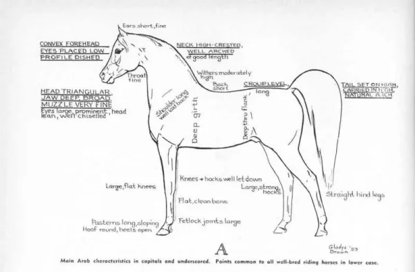 Fantasy Breeding