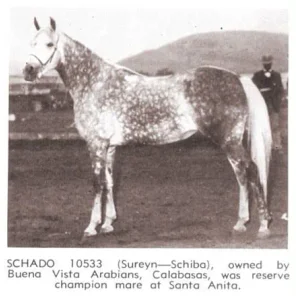 Schado
