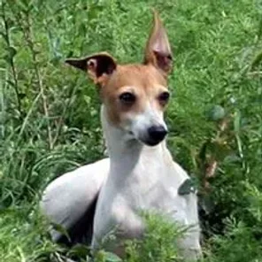 The Italian Greyhound