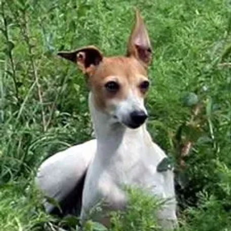 The Italian Greyhound is found in a wide array of colors and markings.