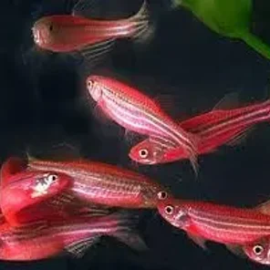 Danios