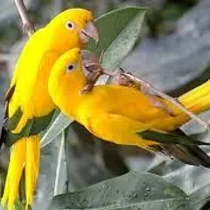 Queen of Bavaria Conure