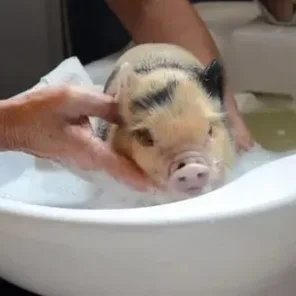 The Secrets to a Successful Bath with Your Minature Pig