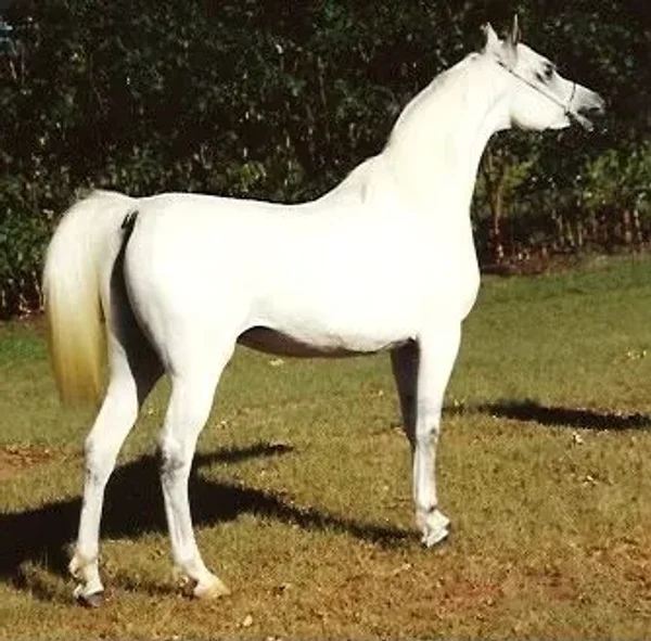 CM Georgia