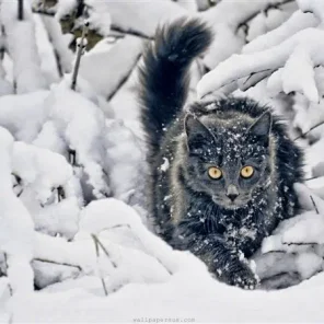 Animals in Winter We Domesticate