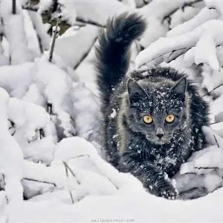 Animals in Winter - the contrast creates some of the most beautiful pallets