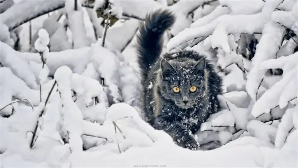 Animals in Winter - the contrast creates some of the most beautiful pallets