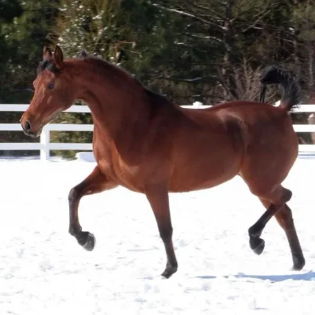 Snow Trotting