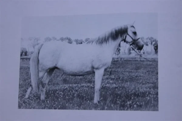 Atabi (Raseyn x Treyf) grey mare, foaled 3, 1941
bred by W.K. Kellogg Institute