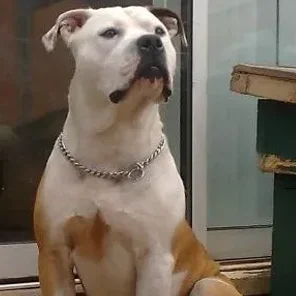 Old Anglican Bulldogge (Designer Dog)