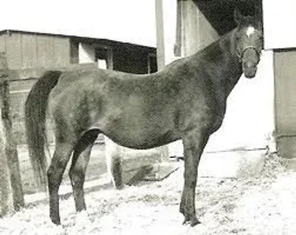 Surima
