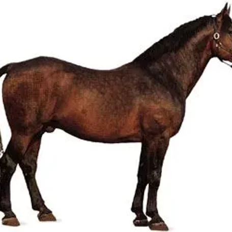 History of the Thoroughbred Horse