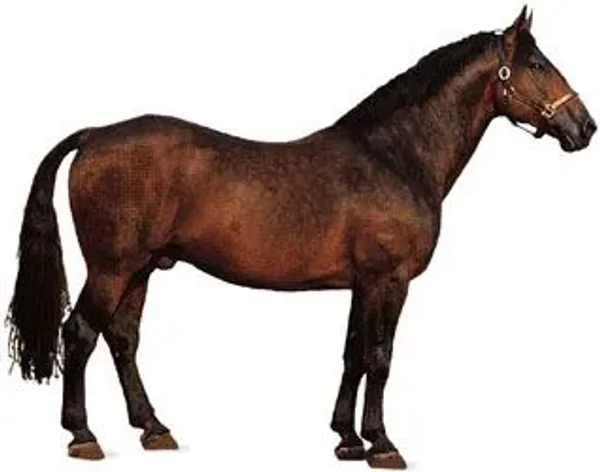 History of the Thoroughbred Horse