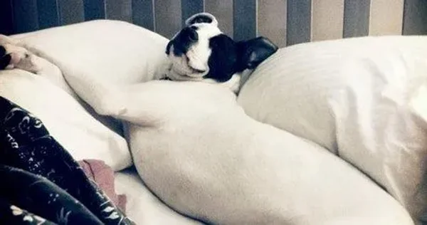 They didn't know if Casey would survive. Casey is doing well!