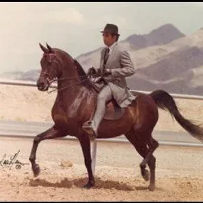 ABHA HAMIR
