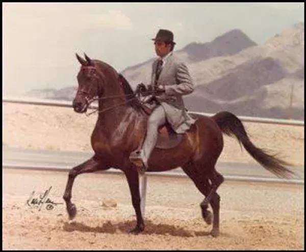 ABHA HAMIR