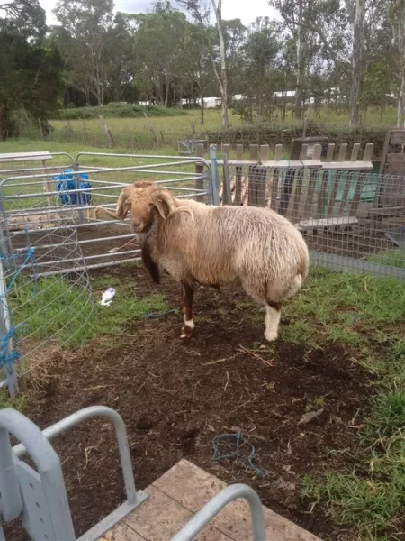 The sire ram of the our F1 awassi. He is in Australia.