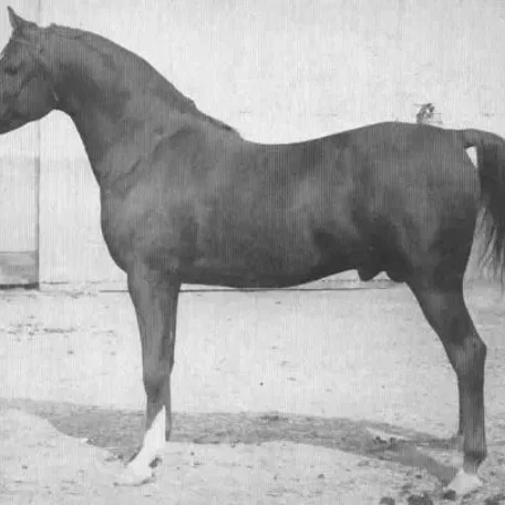 *Serafix was an imported Arabian Stallion from the Crabbet Stud of England.